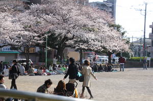 hanami 009amanuma.jpg